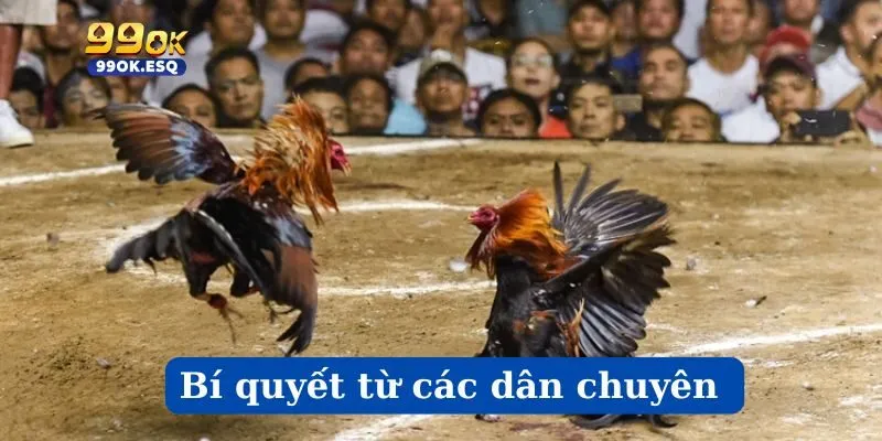 Bí quyết từ các dân chuyên