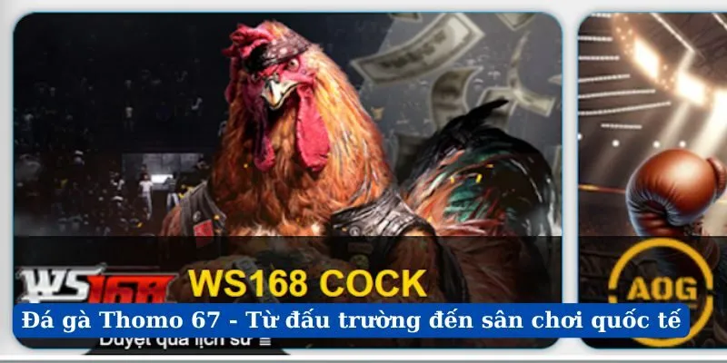 Đá Gà Thomo 67 - Từ Đấu Trường Đến Sân Chơi Quốc Tế