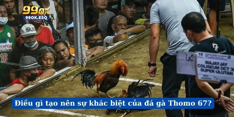 Điều gì tạo nên sự khác biệt của đá gà Thomo 67?