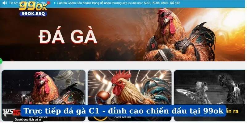 Trực Tiếp Đá Gà C1 - Đỉnh Cao Chiến Đấu Tại 99ok